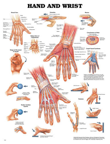 The Hand & Wrist Chart product image