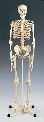 Skeleton Model Plastic product image