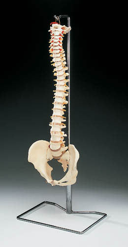 Vertebral Column - Model product image