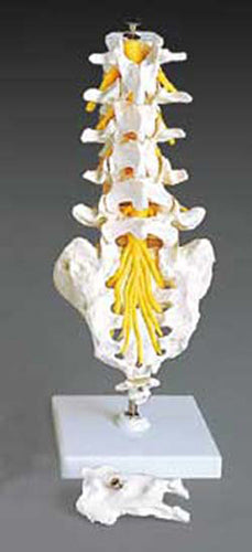Flexible Lumbar Vertebral Column product image